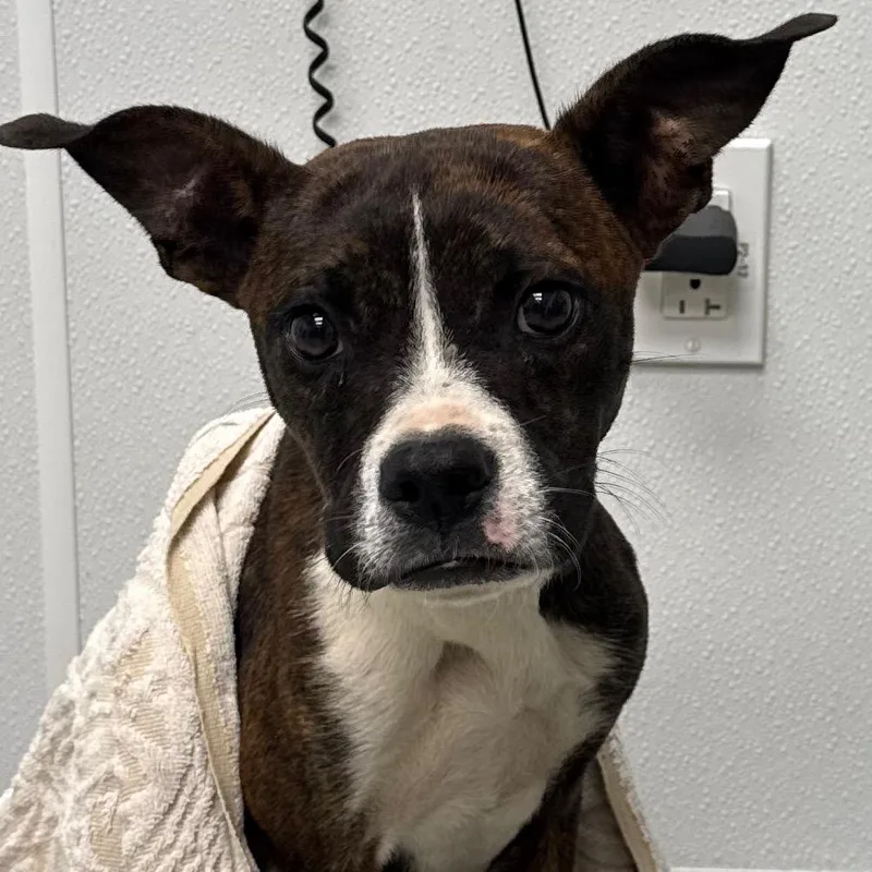 A young medium-sized male Brindle Boston Terrier dog named Dwayne for adoption in Abilene, TX
