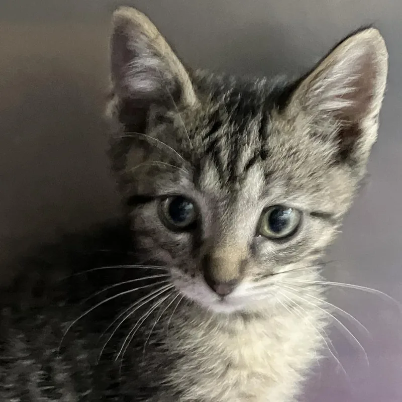 A baby small-sized male Brown / Chocolate Domestic Short Hair cat named Boop for adoption in Idaho Falls, ID