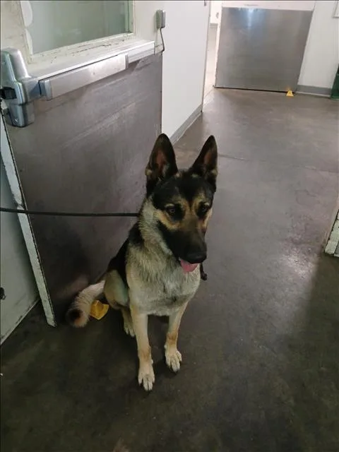 A young large-sized male German Shepherd Dog dog named Sonic for adoption in Los Angeles, CA