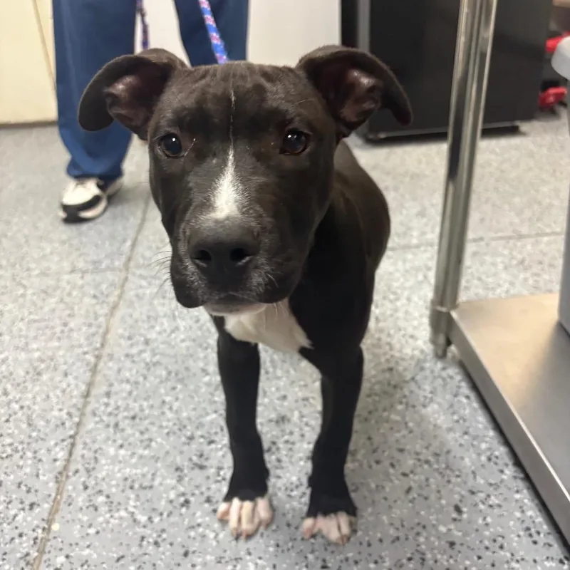 A baby medium-sized male Black Mixed Breed dog named River for adoption in Middleburg, FL
