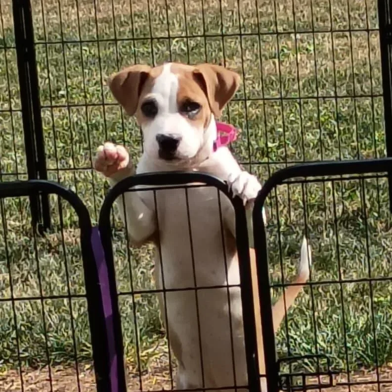 A baby medium-sized female Bicolor Boxer dog named Khloe for adoption in Houston, TX