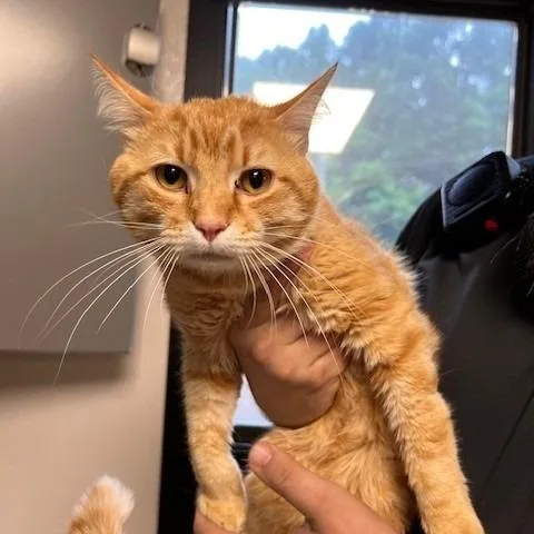 An adult medium-sized male Orange / Red Domestic Short Hair cat named Chum Chum for adoption in Bartlett, TN