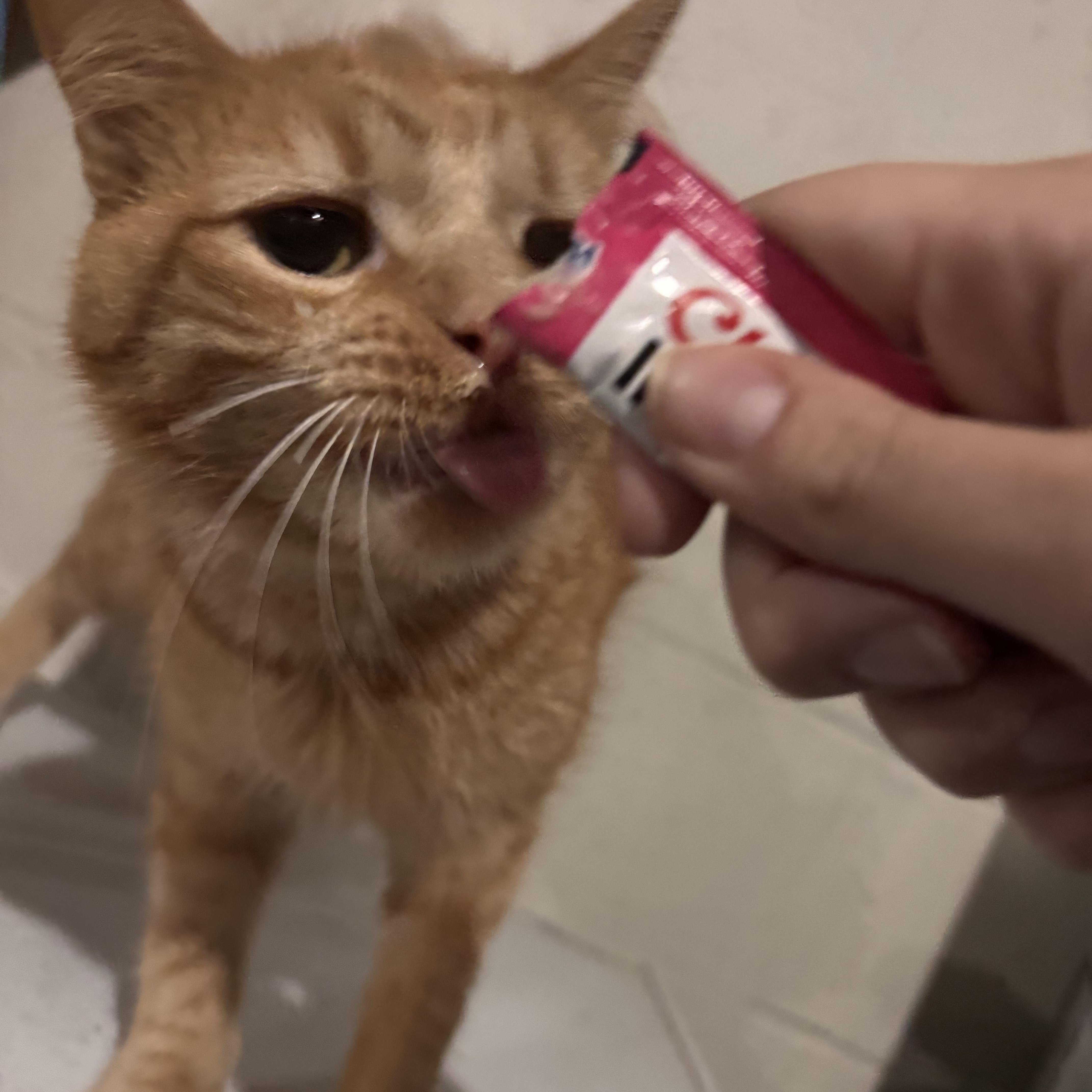 An adult large-sized male Tabby (Orange / Red) Domestic Short Hair cat named Fish for adoption in Woodlawn, TN