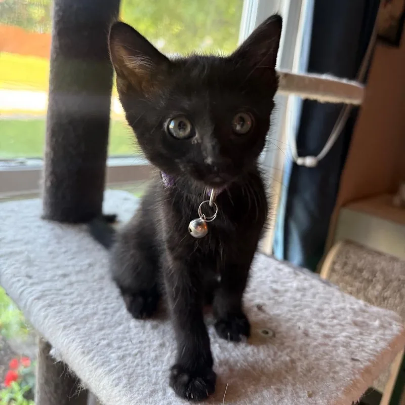 A baby small-sized female Black Domestic Short Hair cat named Gigapet for adoption in Brownsboro, AL