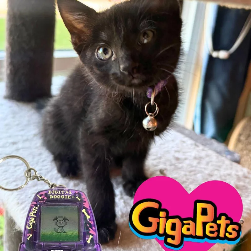 Gigapet thumbnail 6