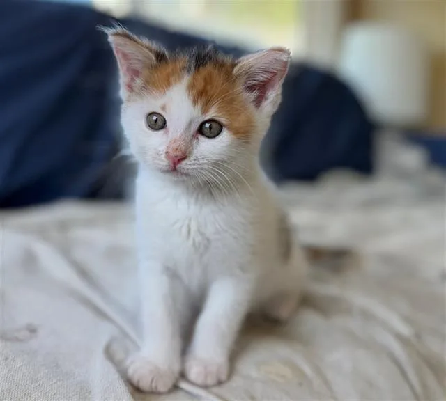 A baby small-sized female Domestic Short Hair cat named Chuckles for adoption in Santa Clara, CA