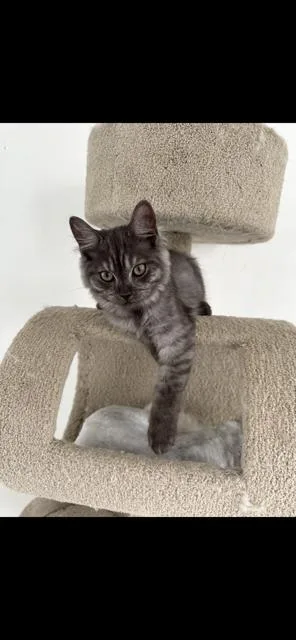 A young large-sized male Gray / Blue / Silver Ragdoll cat named Silver for adoption in Lehigh Acres, FL