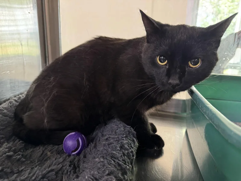 An adult medium-sized male Black Domestic Short Hair cat named Tc for adoption in Austin, MN