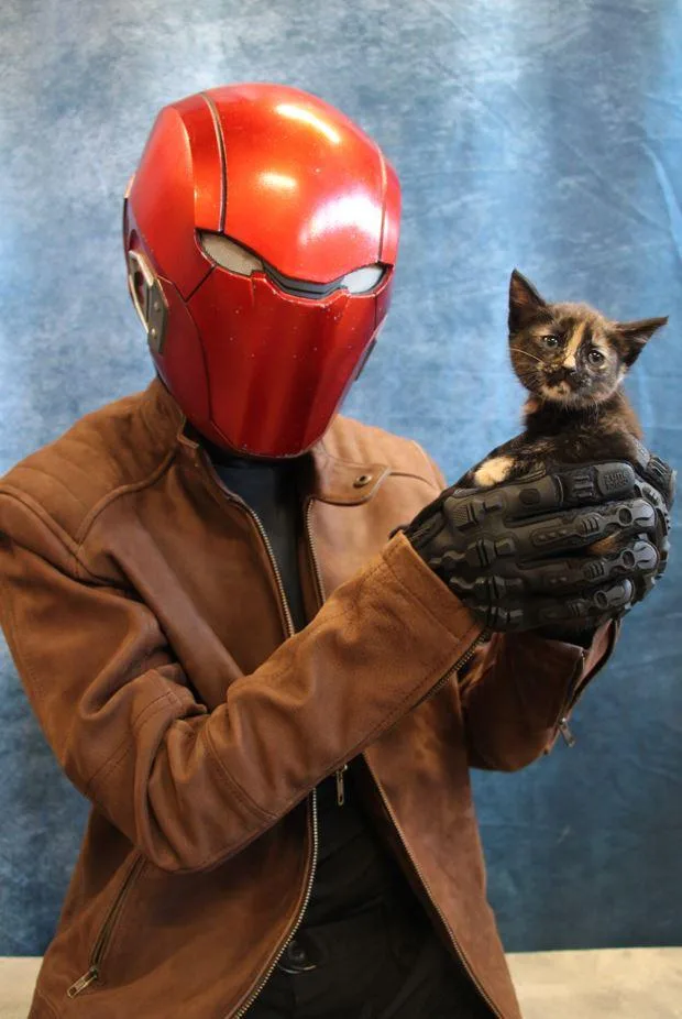 A young small-sized female Tortoiseshell Domestic Short Hair cat named Barbara Gordon for adoption in Rancho Santa Margarita, CA