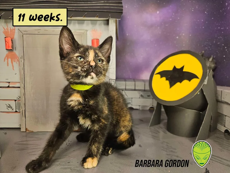 Barbara Gordon thumbnail 6