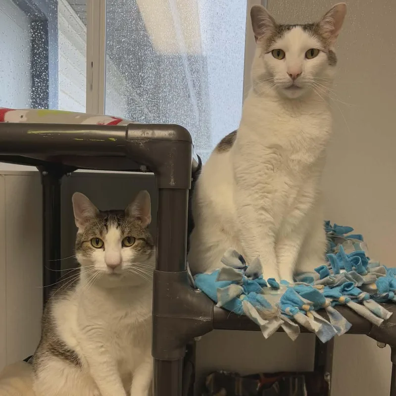 An adult large-sized male White Domestic Short Hair cat named Connor and Murphy for adoption in Watertown, WI