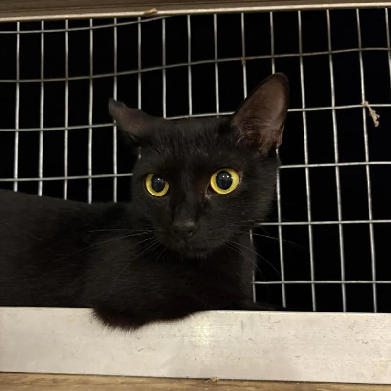 An adult small-sized female Black Domestic Short Hair cat named Mavis for adoption in Odenville, AL