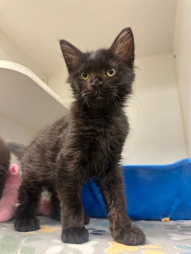 A baby small-sized male Domestic Long Hair cat named Teddy for adoption in Johnson City, TN