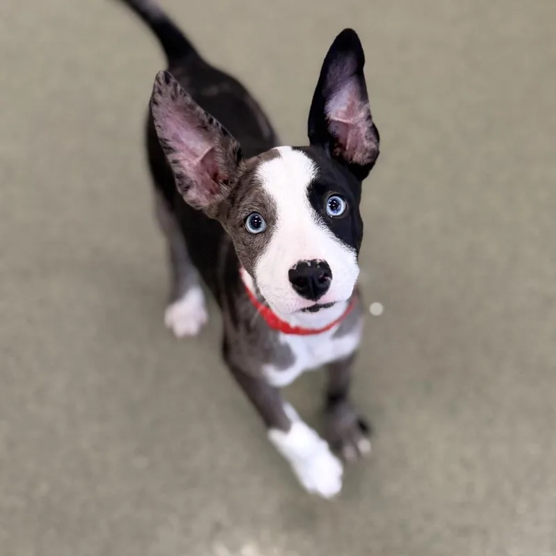 A baby medium-sized female Gray / Blue / Silver Shepherd dog named Amelia for adoption in Chicago, IL