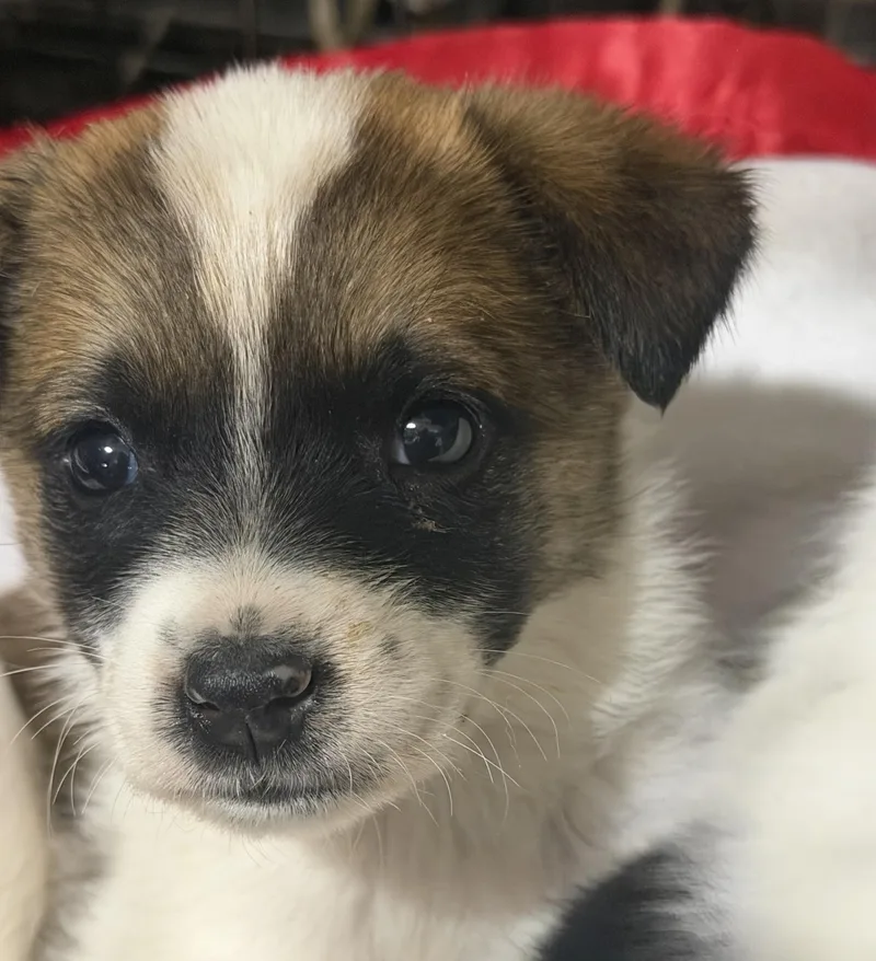 A baby small-sized female Australian Cattle Dog / Blue Heeler dog named Juniper for adoption in Hardin, MT