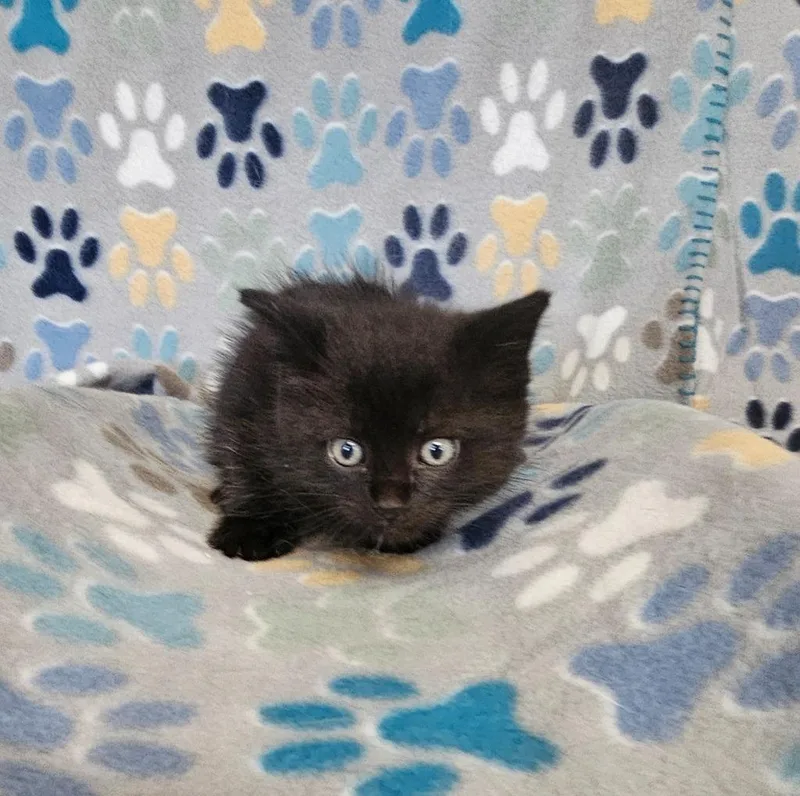 A baby small-sized male Domestic Short Hair cat named Chico for adoption in Wabash, IN
