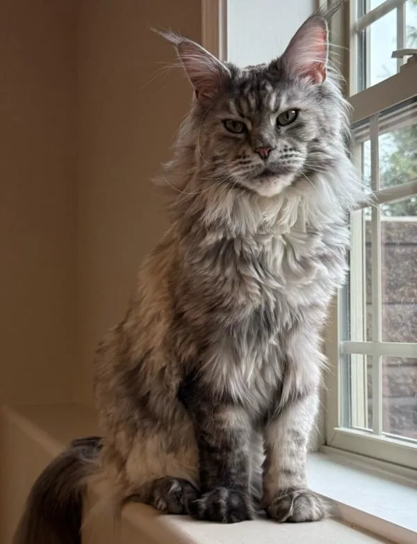 An adult large-sized female Maine Coon cat named Sophia for adoption in Kenosha, WI