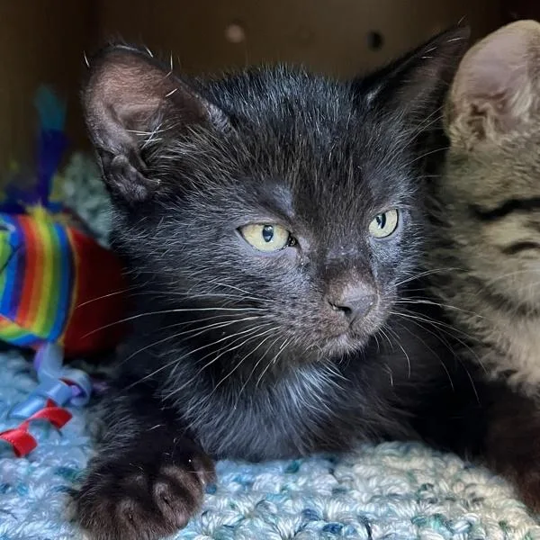 A baby small-sized male Domestic Short Hair cat named Tinky Winky for adoption in Sioux City, IA