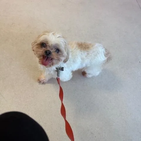 A senior small-sized female Apricot / Beige Shih Tzu dog named Regan for adoption in Glen Allen, VA
