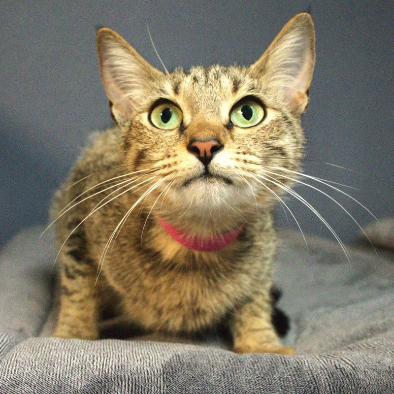 An adult medium-sized female Brown / Chocolate Domestic Short Hair cat named Yoko for adoption in Lakeland, FL