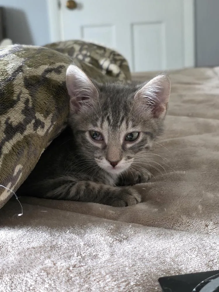 A baby small-sized female Gray / Blue / Silver Domestic Short Hair cat named Patti MaeQ for adoption in Metamora, IL