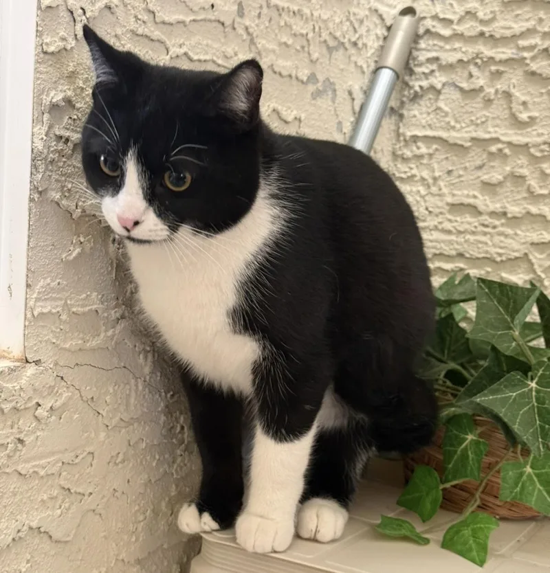 Tux Mcfluff thumbnail 2