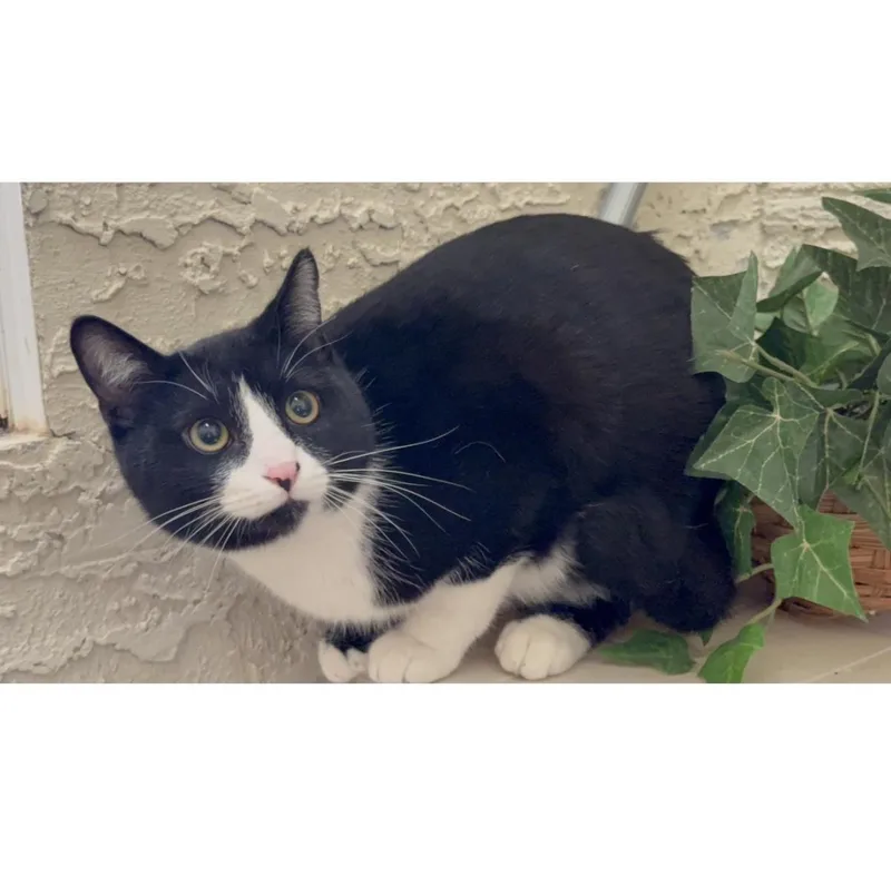 Tux Mcfluff thumbnail 3