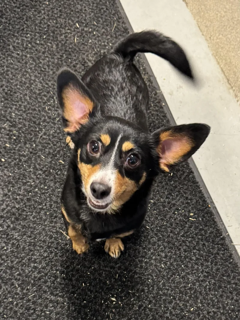 A young small-sized female Tricolor (Brown, Black, & White) Corgi dog named Abby for adoption in Perth Amboy, NJ