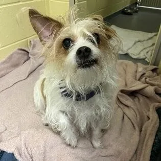 A senior small-sized male Jack Russell Terrier dog named Mason for adoption in Worcester, MA
