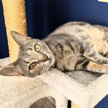 A young medium-sized female Torbie Domestic Short Hair cat named Ziggy Stardust for adoption in Hudsonville, MI