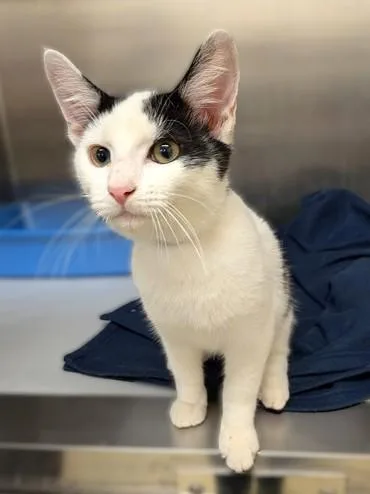 A baby medium-sized male Domestic Short Hair cat named Dan for adoption in Columbia, MD