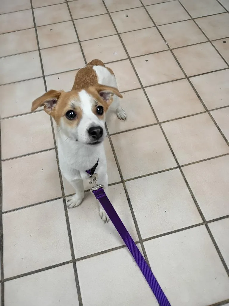 A baby small-sized female Mixed Breed dog named Molly for adoption in Hyde Park, NY