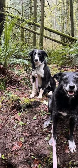 A young medium-sized female Bicolor Border Collie dog named Isabelle for adoption in Bend, OR