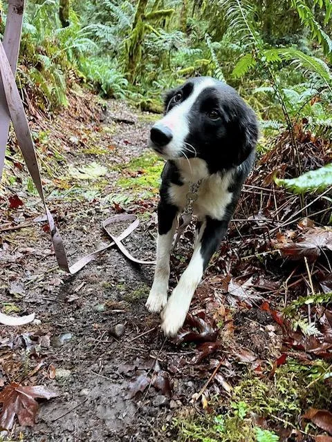 Isabelle thumbnail 3