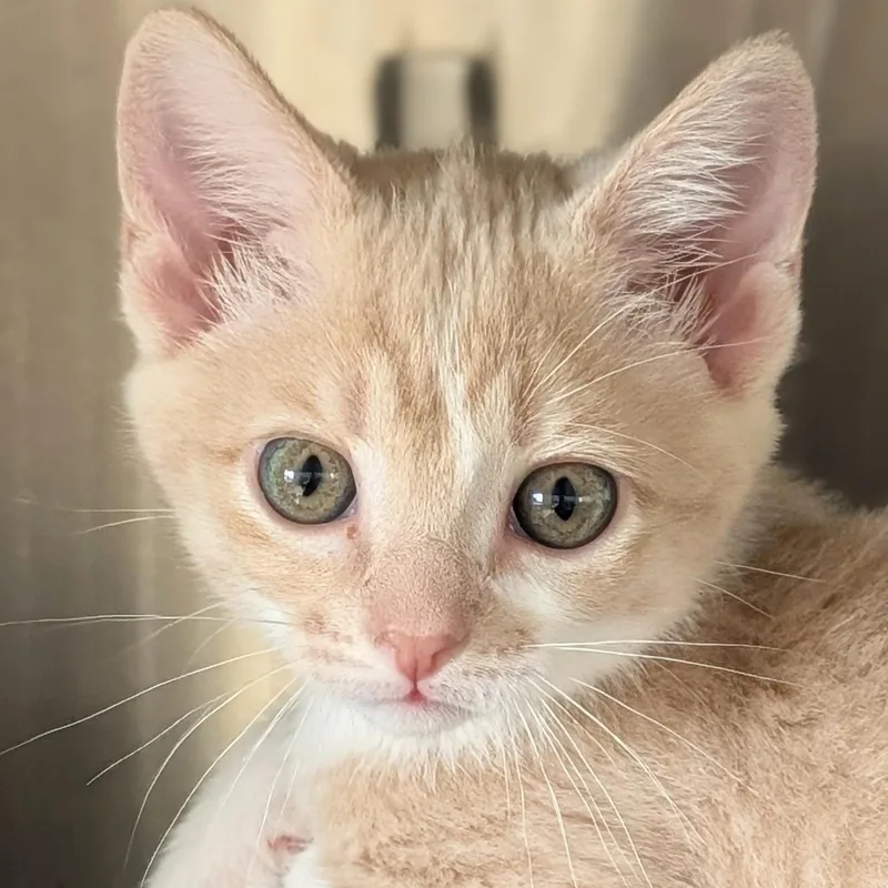 A baby medium-sized male Tabby (Buff / Tan / Fawn) Domestic Short Hair cat named Colin for adoption in Jefferson, WI