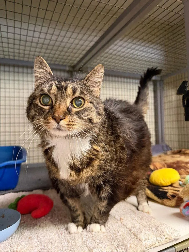 A senior large-sized female Domestic Short Hair cat named Cherub for adoption in Lovingston, VA