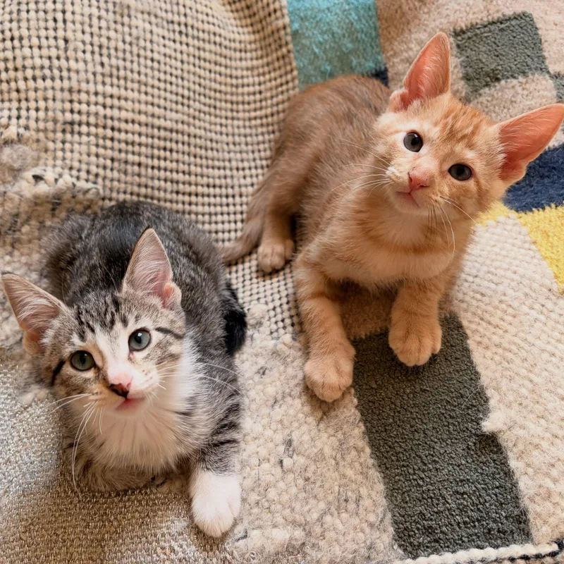 A baby medium-sized female Tabby (Brown / Chocolate) Domestic Short Hair cat named Potato for adoption in Chicago, IL
