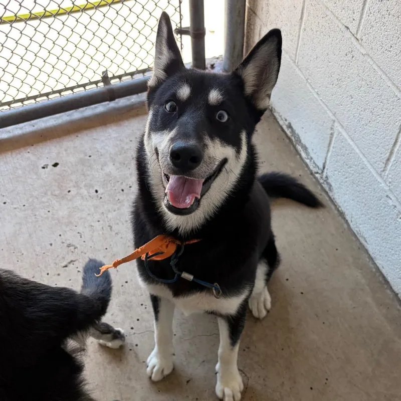 A young medium-sized female Husky dog named Yap for adoption in Edinburg, TX