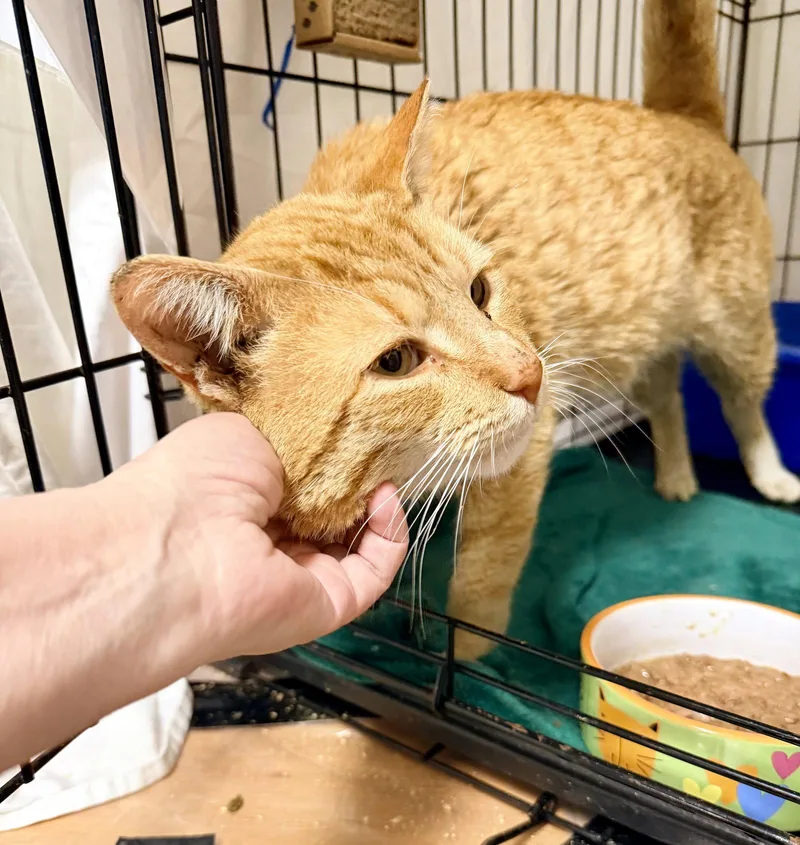An adult medium-sized male Tabby (Orange / Red) Tabby cat named Naranjawillow Grove for adoption in Greenville, DE