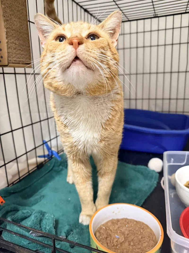 Naranjawillow Grove thumbnail 3