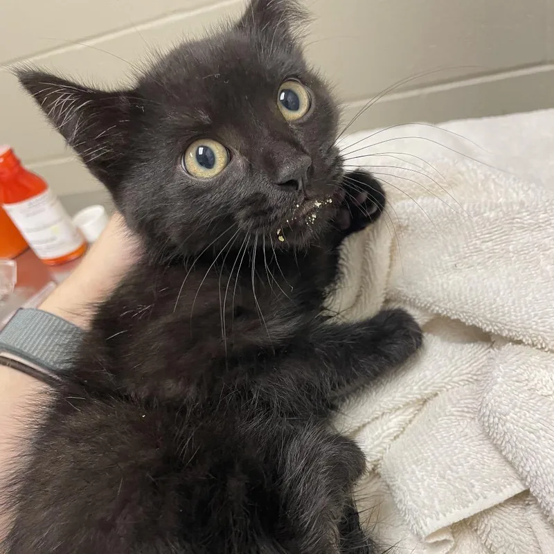 A baby small-sized male Black Domestic Short Hair cat named Bokoblin for adoption in Bristol, IN