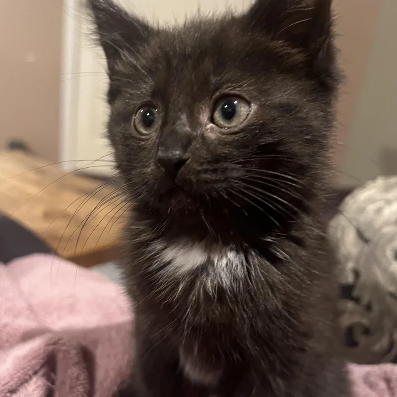 A baby medium-sized female Black Domestic Short Hair cat named Annabelle for adoption in South Euclid, OH