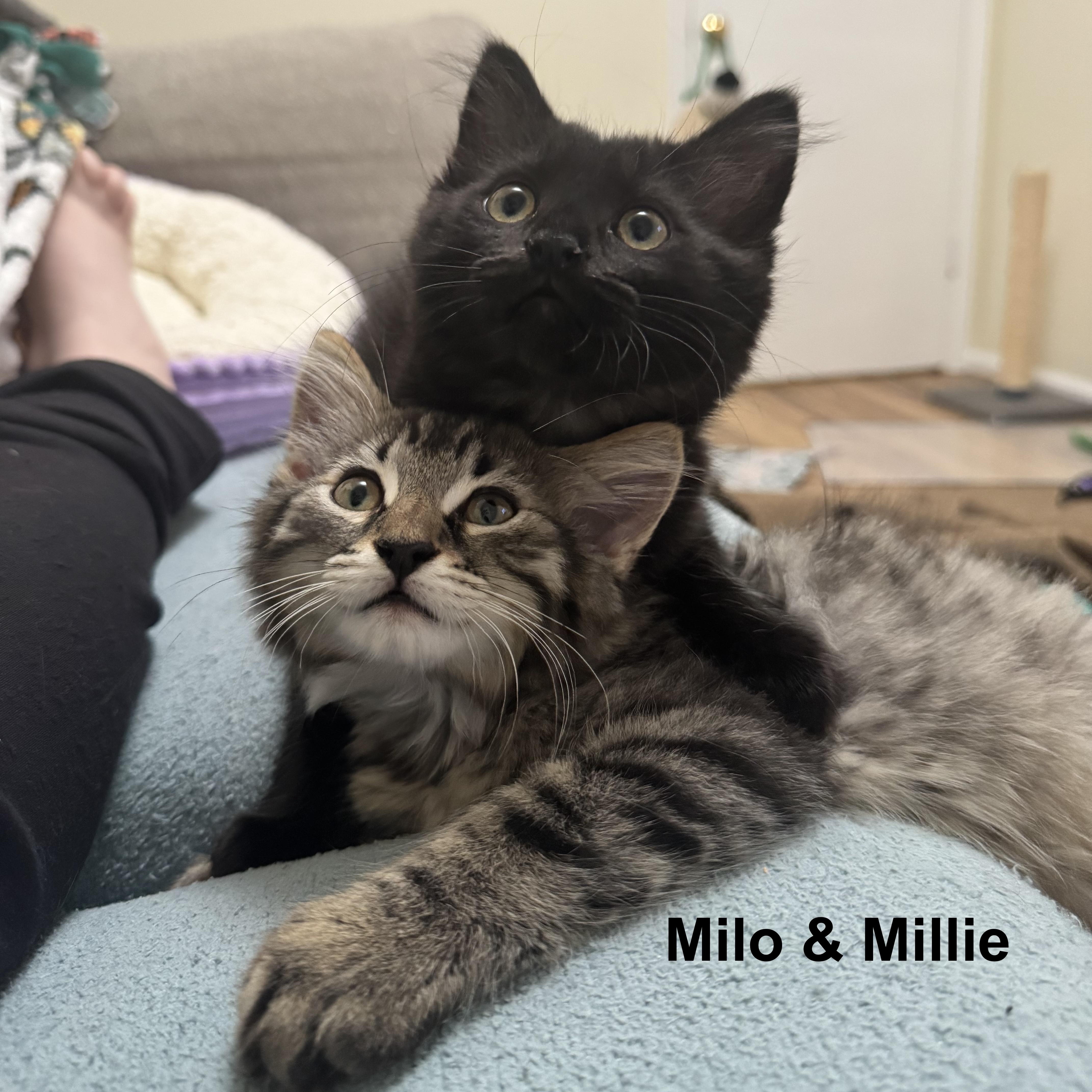 A baby medium-sized female Domestic Medium Hair cat named Millie for adoption in Springfield, OR