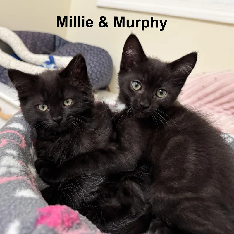 Millie thumbnail 3