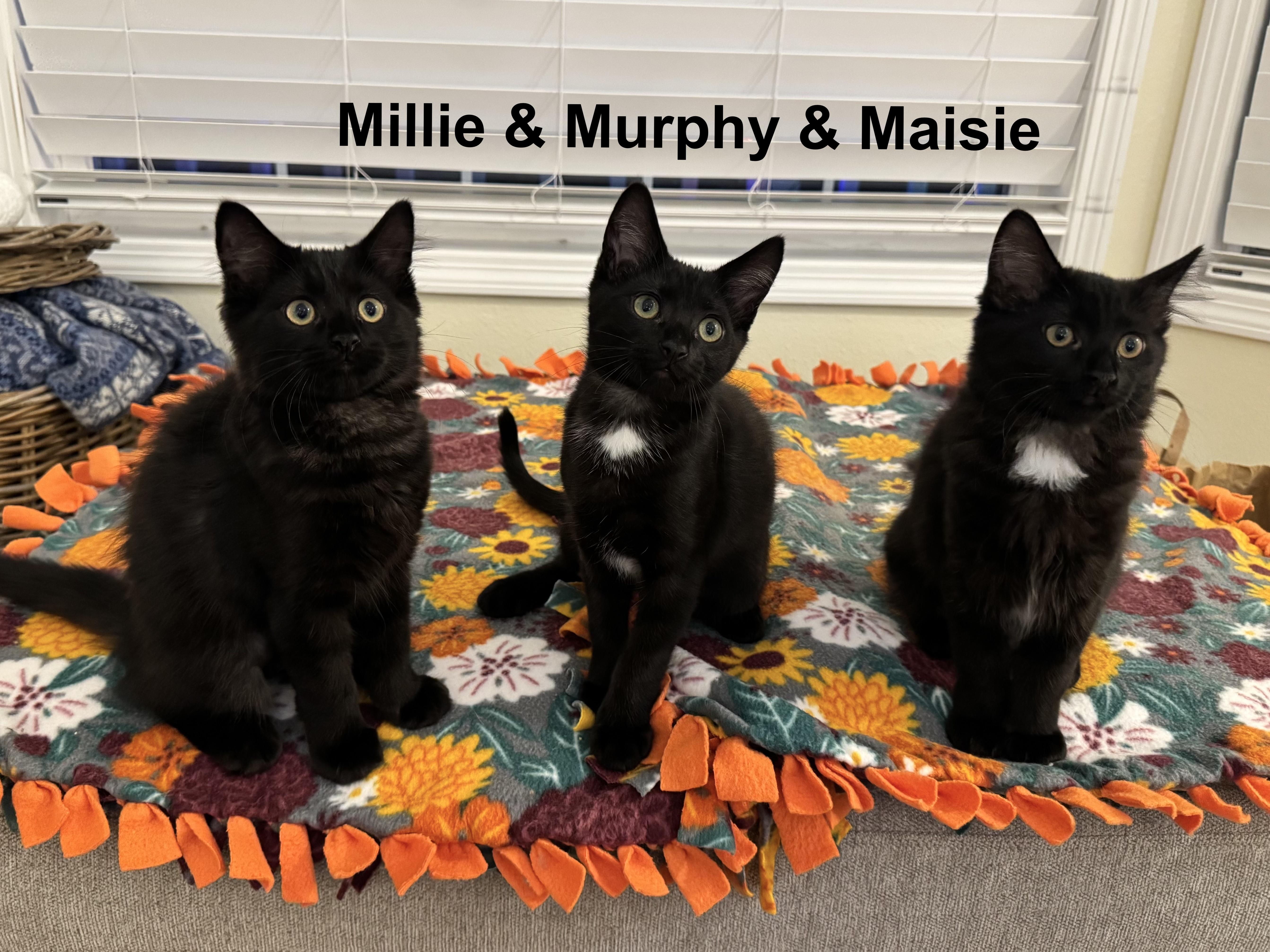 Millie thumbnail 6