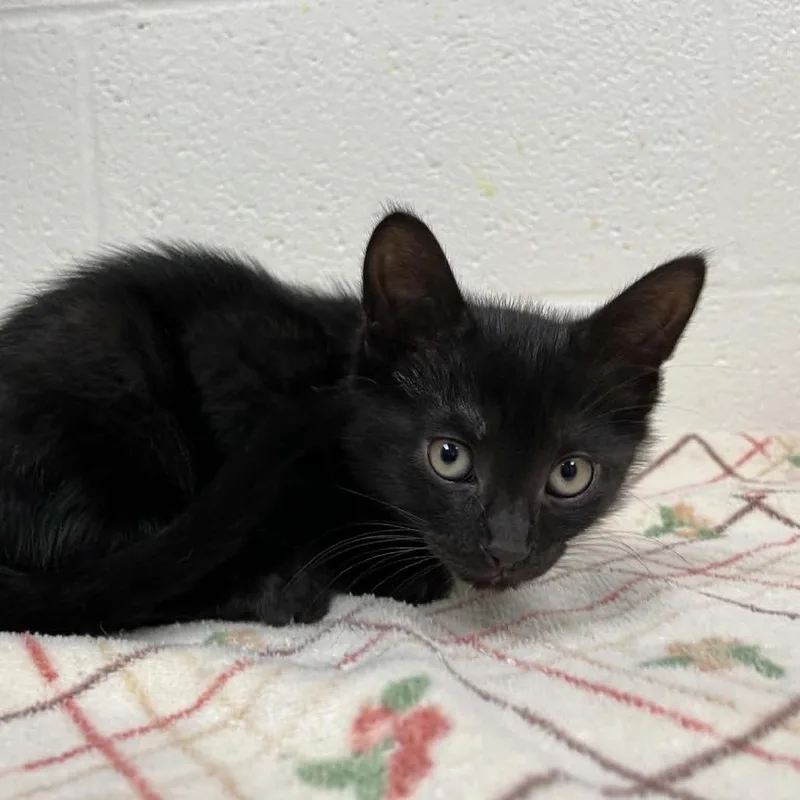 A baby small-sized male Black Domestic Short Hair cat named Svasstray for adoption in Lyndhurst, VA