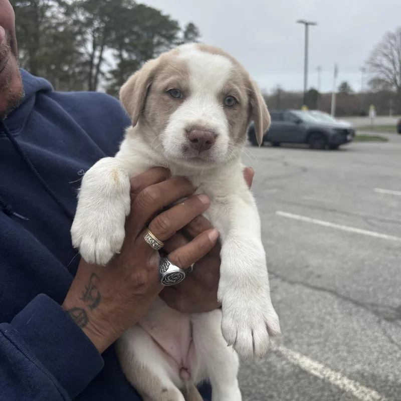 A baby small-sized female Yellow / Tan / Blond / Fawn Mixed Breed dog named Lady for adoption in Hampton Bays, NY