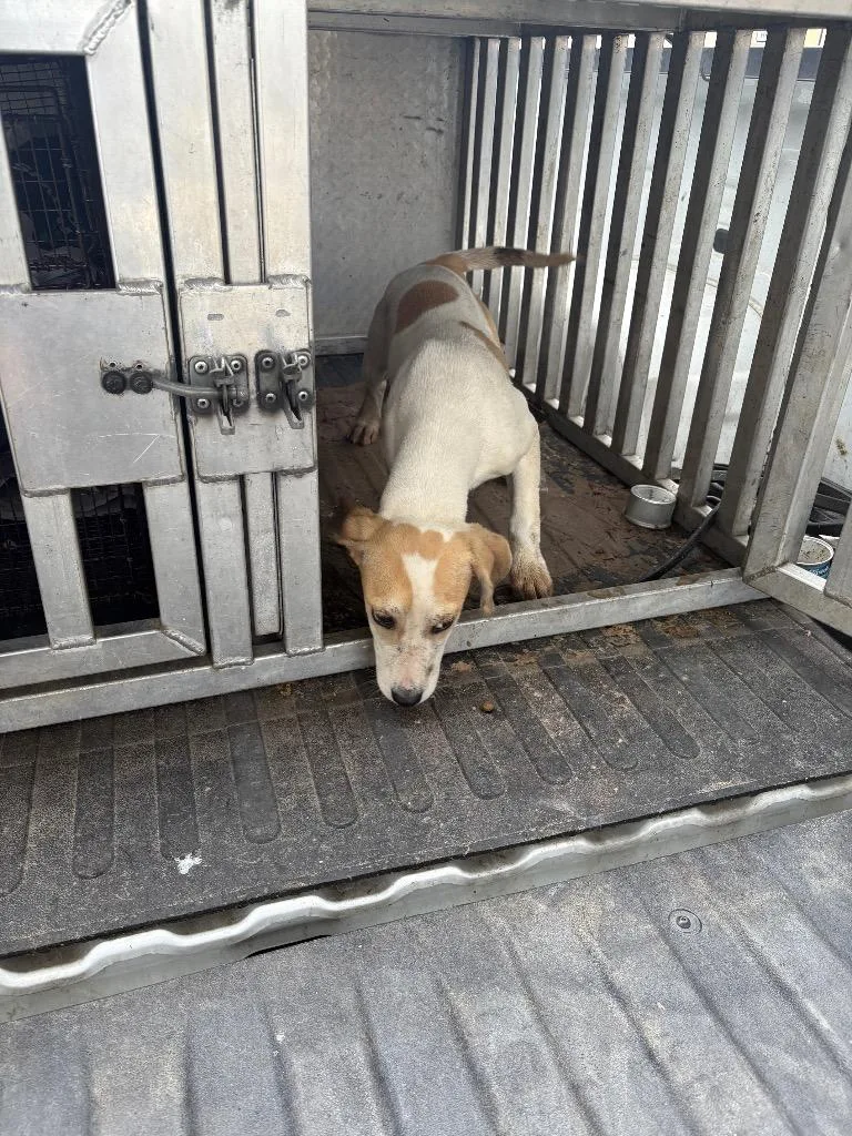 A baby medium-sized female Mixed Breed dog named Maple for adoption in Effingham, SC