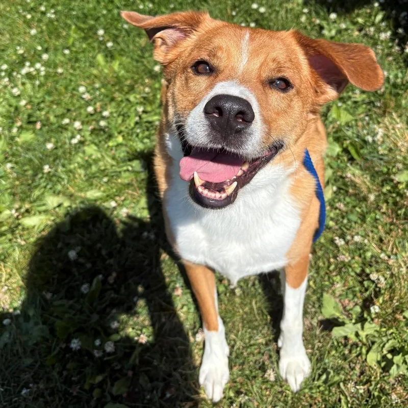 An adult large-sized male Red / Chestnut / Orange Mixed Breed dog named Judd for adoption in East Hanover, NJ