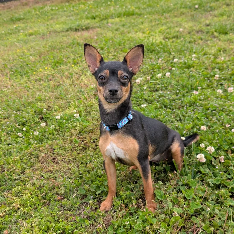 Jekyll